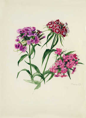 Шипиленко Александр Кузьмич. Турецкая гвоздика